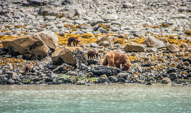 wild bears in alaska