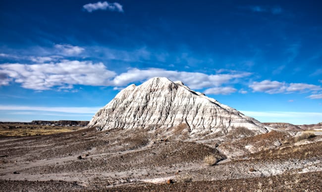Petrified Forest:  The Land of Dinosaurs