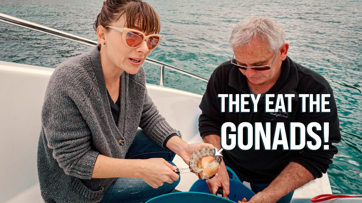 FIRST TIME HAND HARVESTING SEA SCALLOPS (catch, cook & boat tour)