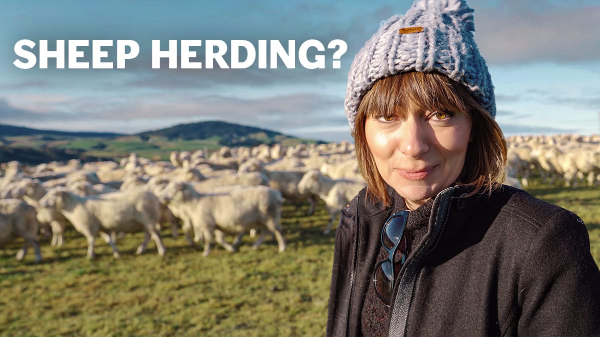 A Day In The Life of A New Zealand Sheep Farmer