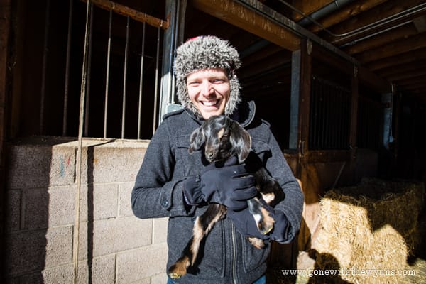 Jumpin Goats and Free Camping in Colorado