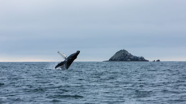 The Big Trifecta in Seward Alaska – Fishing, Glaciers & Whales