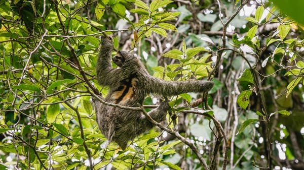 Jungle Time – Sloths, Monkey’s & Frogs…OH MY!