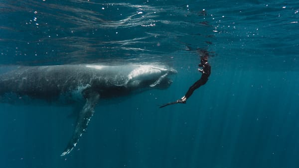 Swimming With Giants – Most Incredible Experience!