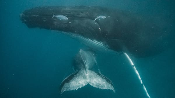 Swimming With Giants – Most Incredible Experience!