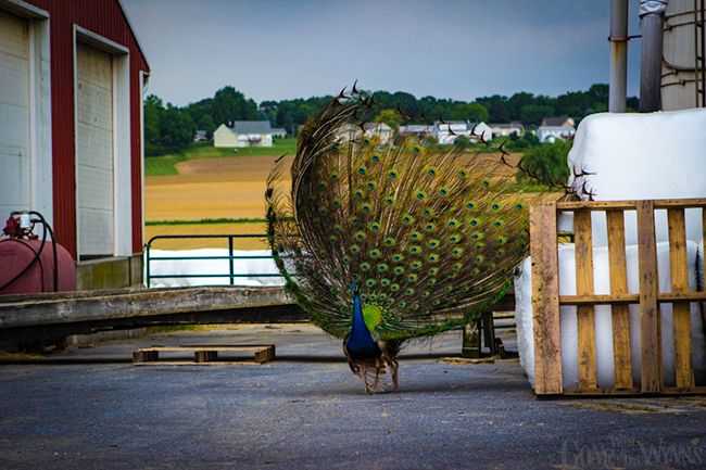 peacock giving a show