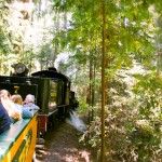 redwoods train