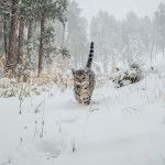 Walking the Cat in the snow