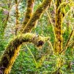 a mossy filled fern forest