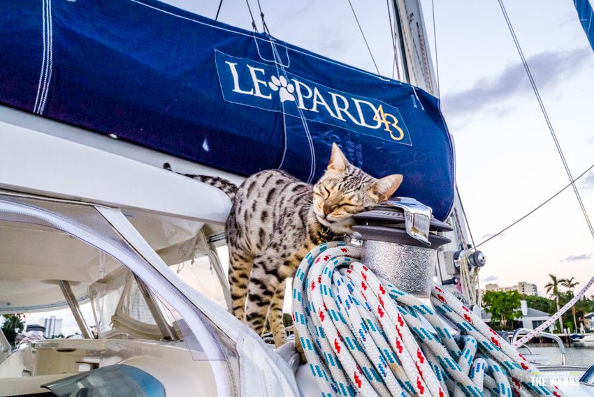 cats on a catamaran