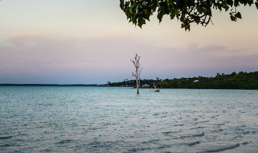 lone tree Bahamas