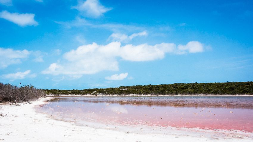 flamingo island pink salt pond