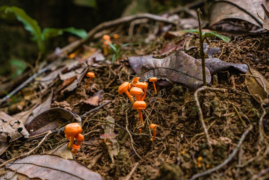 wild mushrooms in panama bocas del toro