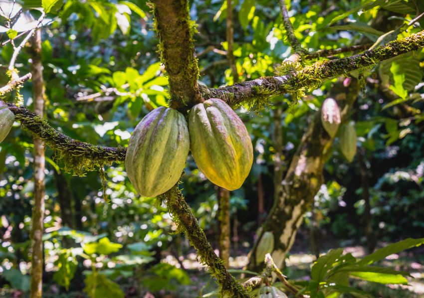 cacao pods growing in jungle