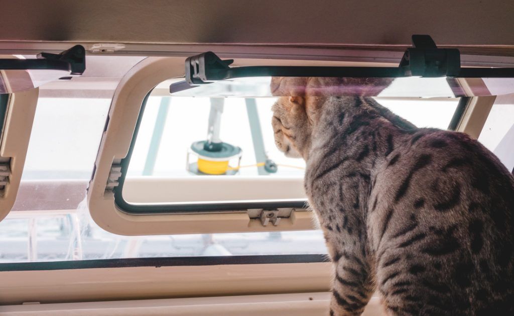 two cats sailing around the world with their humans.