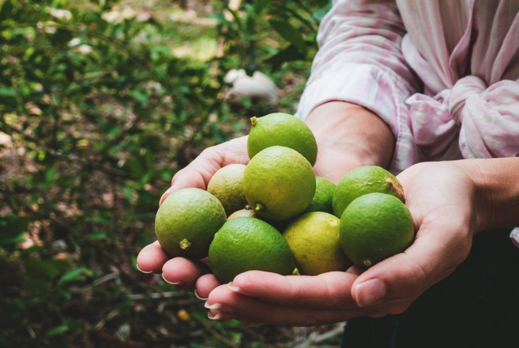hand picked wild limes on a south pacific island