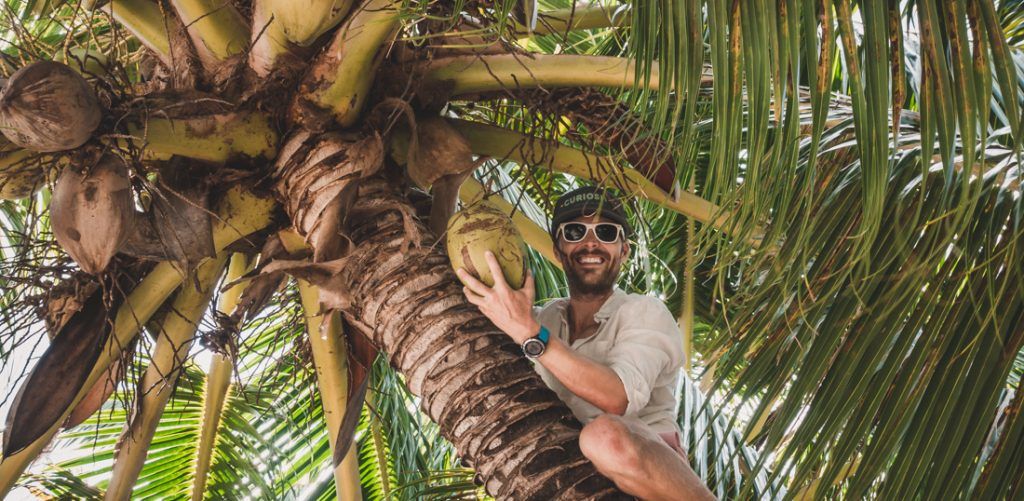 jason wynn climbing up coconut tree to pick coconuts