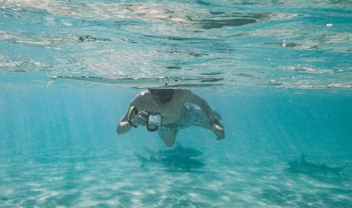 jason wynn swimming with sharks in moorea french polynesia