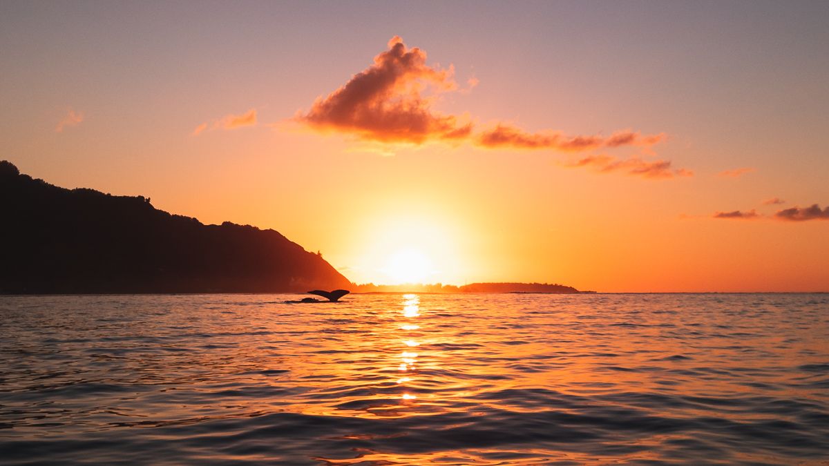 sunset with whales in moorea french Polynesia most incredible experience