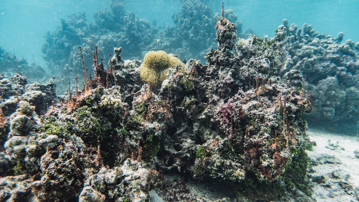 a sad dead coral garden in french polynesia