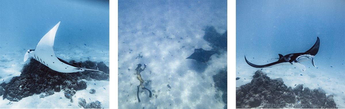 swimming with manta rays bora bora
