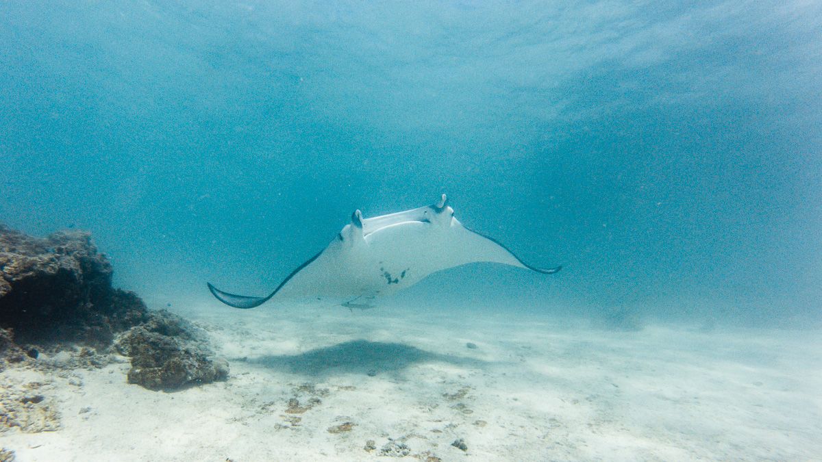 freediving with manta rays in the south pacific