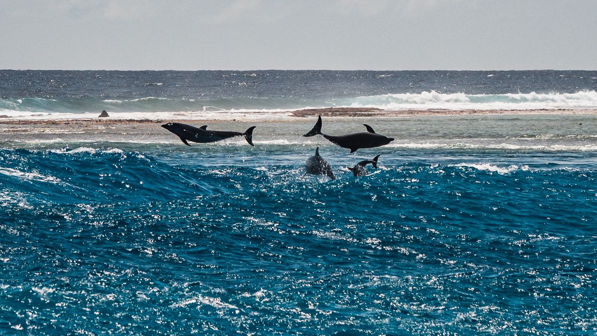 dolphins playing in the pass in rangiroa atoll, tuamotu