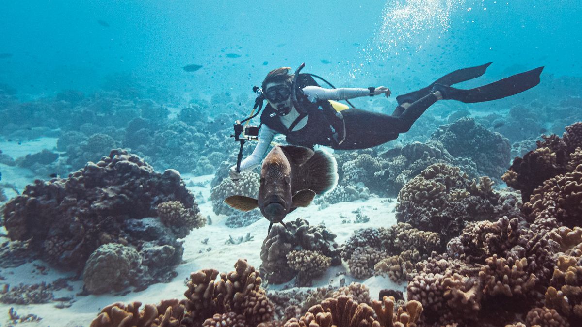 Nikki Wynn Diving in fakarava with Neapolian wrasse from Sailboat Curiosity