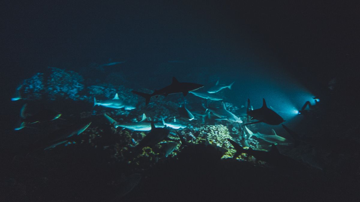 diving with hundreds of sharks at night in Fakarava