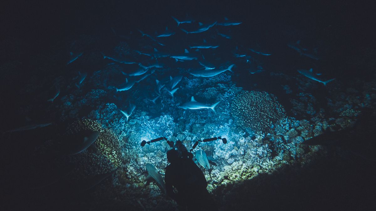 night diving in fakarava south pacific with hundreds of sharks