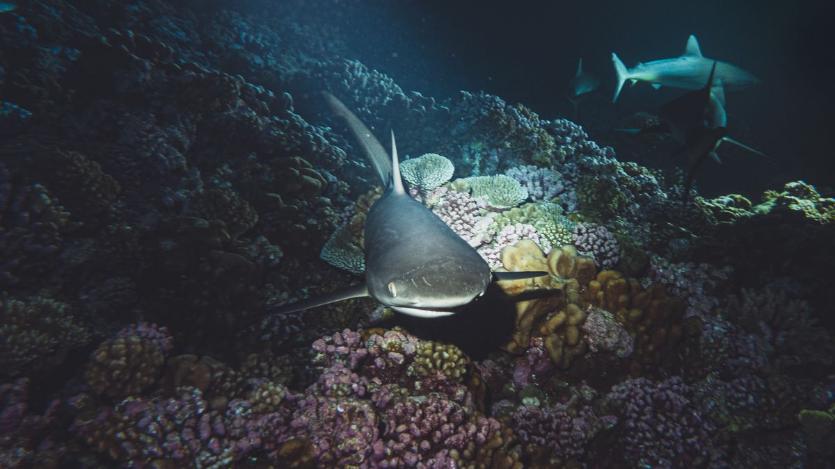 night diving with grey sharks in fakarava south pacific