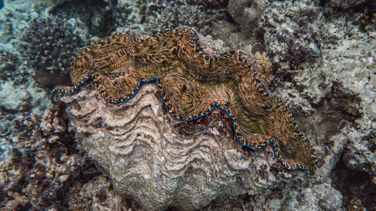 giant clams aitutaki south pacific
