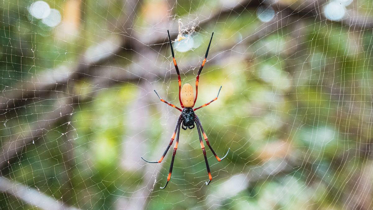 spiders of the south pacific in niue
