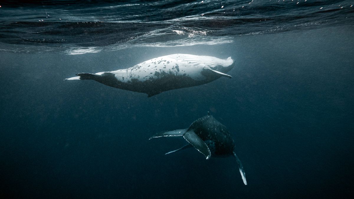 swimming with whales in tonga