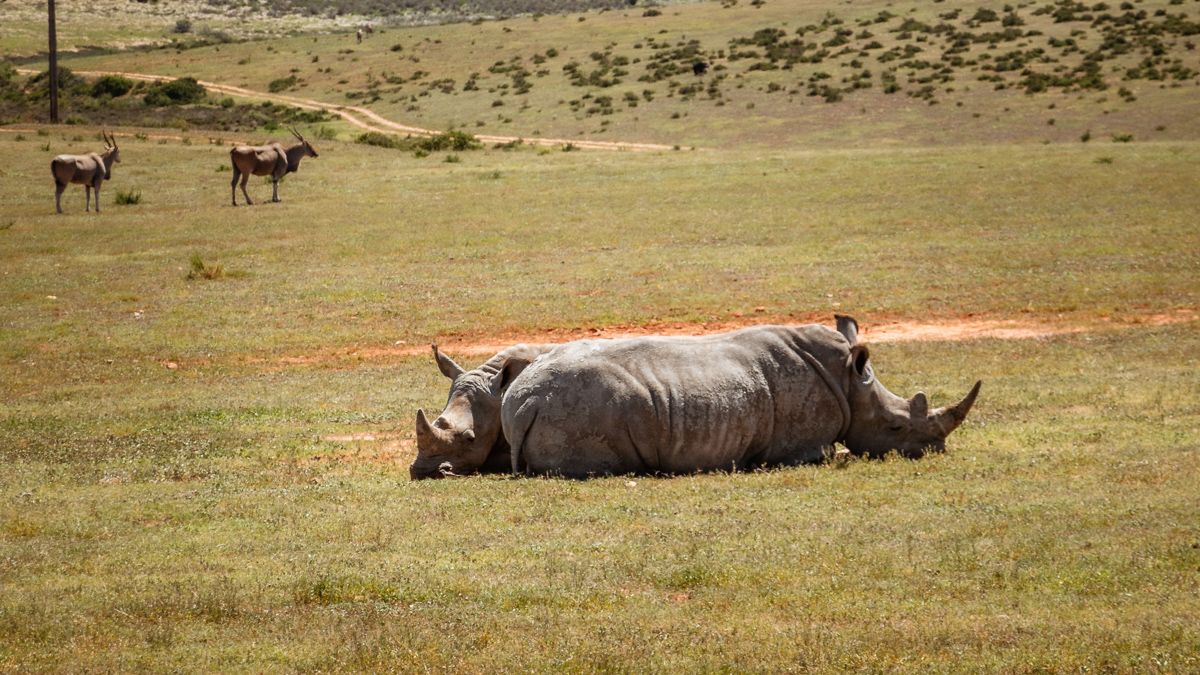 moma and baby rhino at Botlierskop game safari south africa